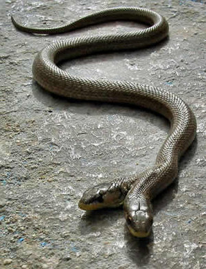 2 headed snake manner